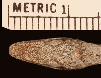 Media type: image;   Herpetology R-83666